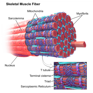 Muscle Fiber Diagram